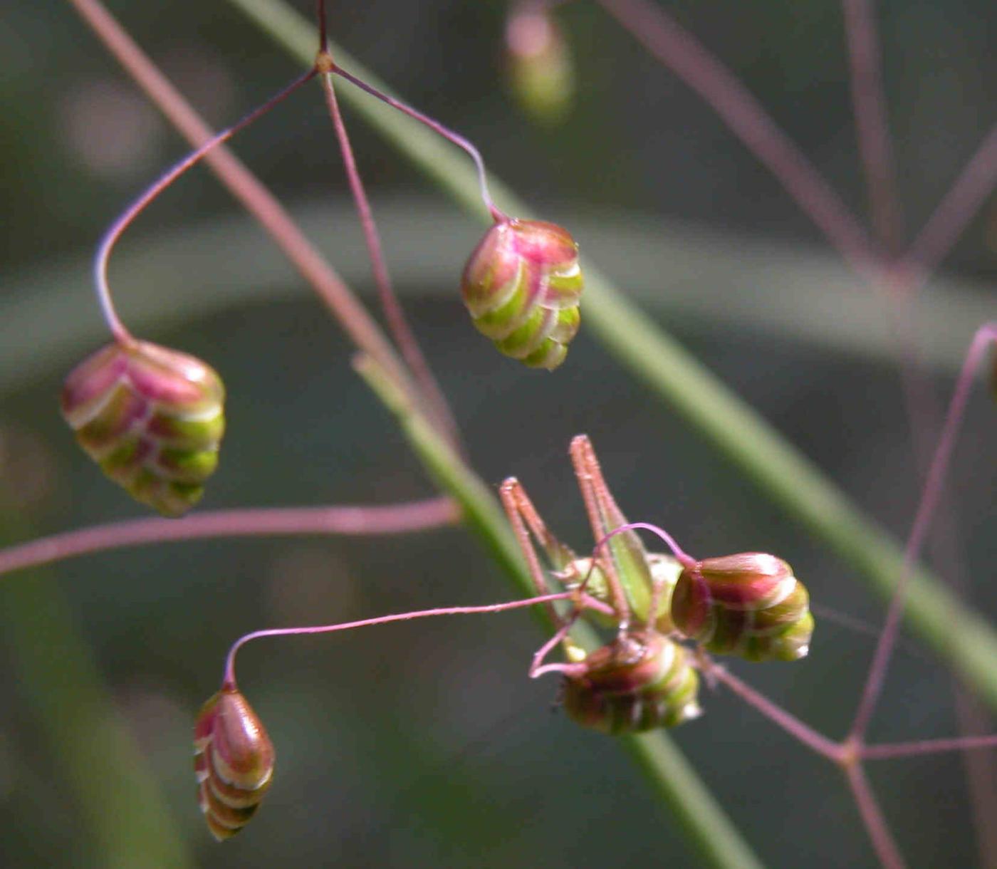 Quaking-Grass, Common fruit